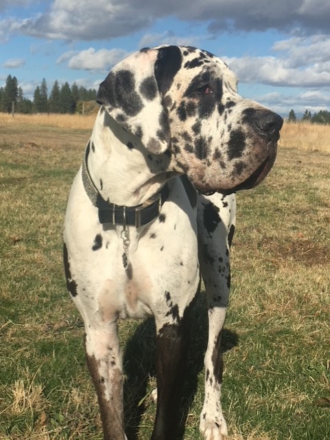 Great Dane