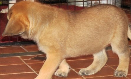 Kendall's Puppy IMG_1191