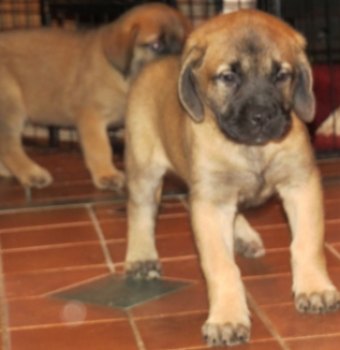 Kendall's Puppy IMG_1192