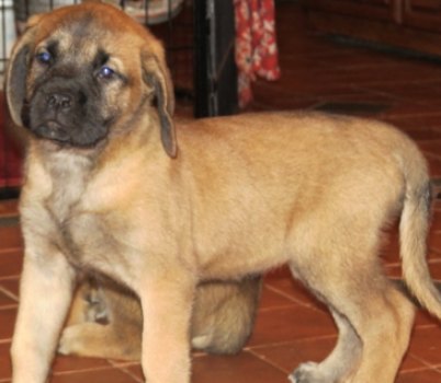 Kendall's Puppy IMG_1195