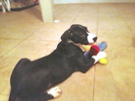 great dane Black Beauty