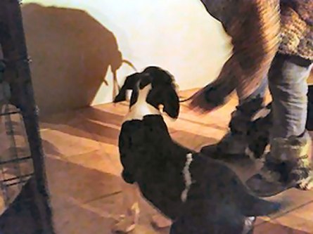 great dane Lightening 